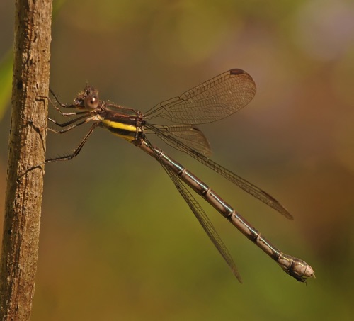 Female
21 Sept 2014  Jackson, NC